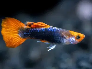 Tuxedo red koi guppy 