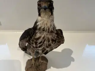 Mumificeretørn