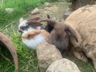 Virkelig tamme og søde kaninunger
