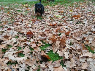 Dejlig rottweiler han 