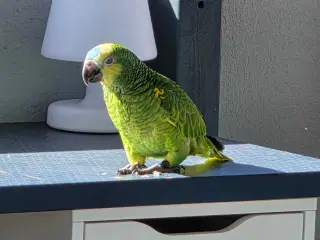 Amazone papegøje 