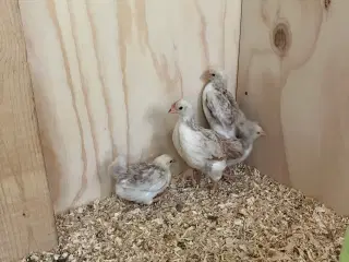 Dværghøns 