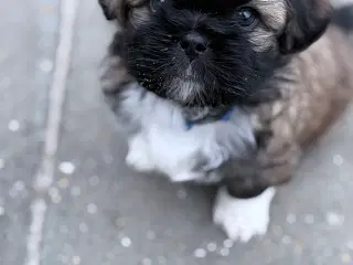 Shih tzu/ bichon havanais hvalpe