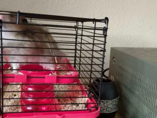 Guld hamster 