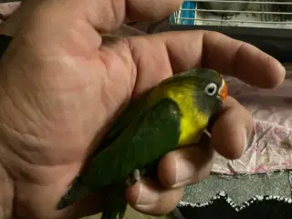 Fugle Dværgpapegøje