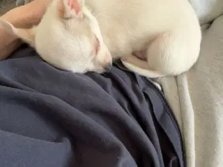 Han, kort håret Chihuahua