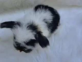 Minilop, 0 år
