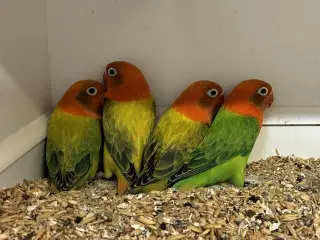 Rødhovedet Dværgpapegøje