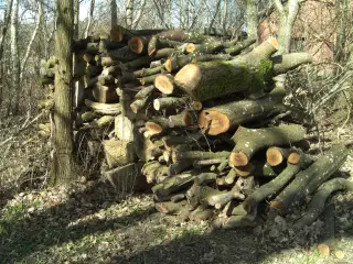 Diverse løvtræ ca 6 rm