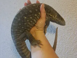 Steppevaran (Varanus exanthematicus)