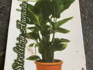 Stor Strelitzia stueplante