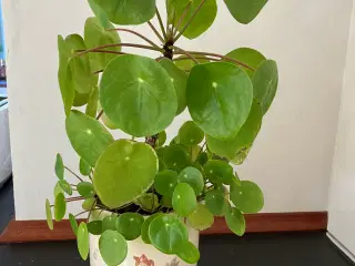 Pilea Stueplante