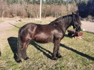 Fellpony hoppe kåret i 1 kl.