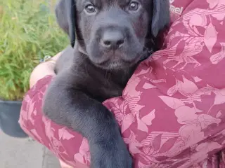 Labrador blanding, flytteklar 27/8!