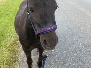 Sort Shetlænder pony 