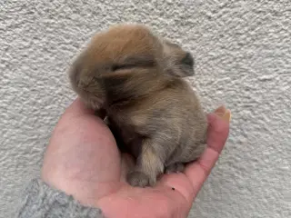 Ægte minilop - dreng - UDLANDSK