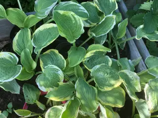 Hosta og tusindstråle