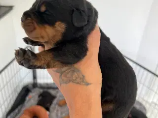 Rottweiller