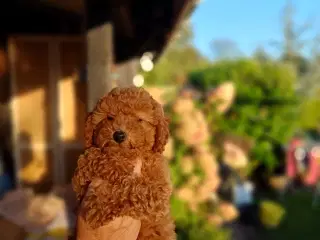 Puddel/ Maltipoo pige sælges 