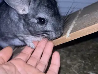 Chinchilla 