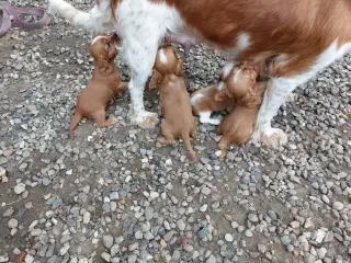 Cocker/Cavalier hvalpe 