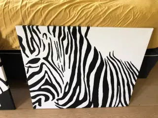 Zebra billeder 