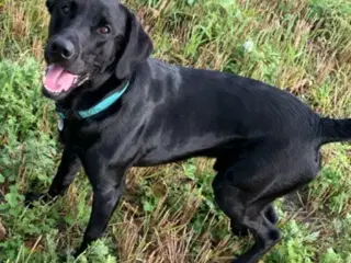 Labradorhvalpe