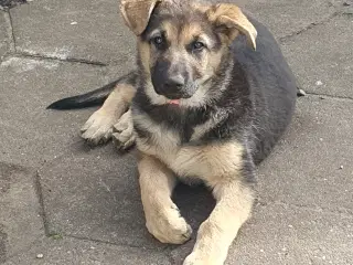 Schæfer Malinois hvalpe søger deres forever 
