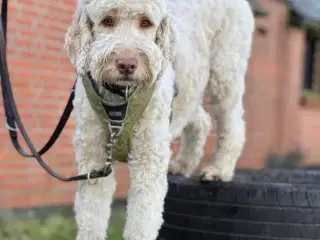 Labradoodle hvalpe