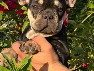 Franske bulldog hvalpe rejseklare NU 