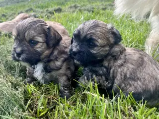 Allergivenlige blandingshvalpe Pudel / Shih Tzu