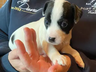 Parson Jack Russell Terrier