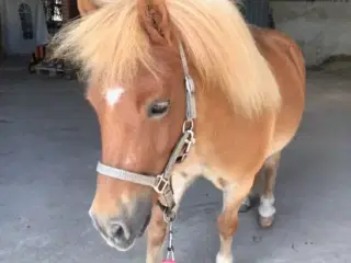 Pony søger et andet hjem
