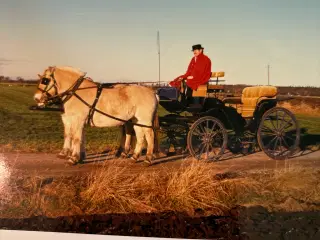 Stor ponyvogn med buk
