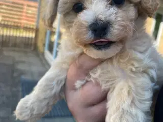 Venter Maltipoo hvalpe i uge 34. Salgsklar uge 42