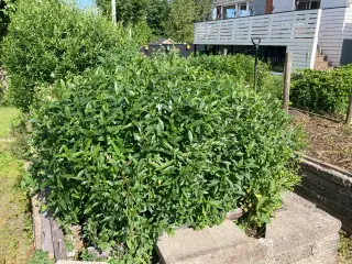 Liguster planter