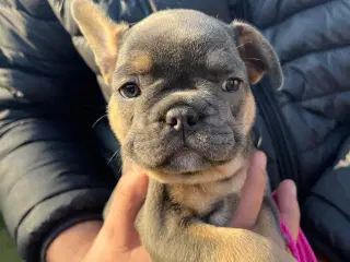 Fransk bulldog hvalp