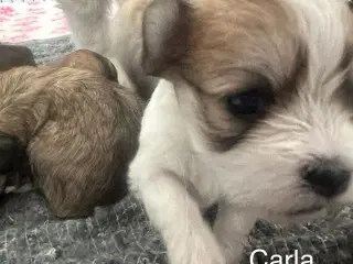 Lhasa apso - Carla