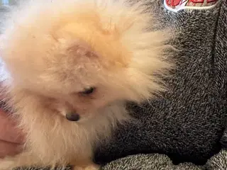Pomeranian mini 