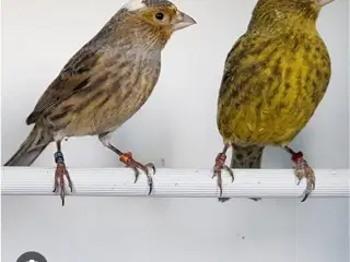 Lizzard Kanariefugle 