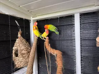 Dværg papegøjer 🦜 