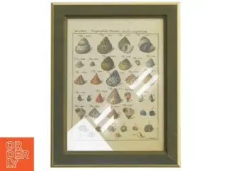 Billedramme med illustration af snegle fra IKEA (str. 30x23,5 cm)