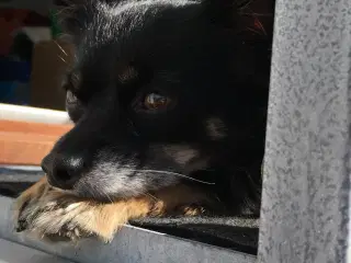 Hund søger nyt hjem