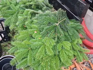 Pynte gran / jule træ og andet jule ting sælges