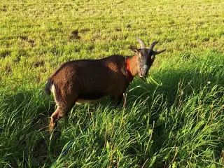 2  tamme dværggeder sælges tilsammen
