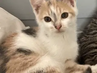 Kattekilling 