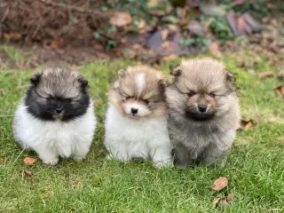 DKK skønne Pomeranian drenge