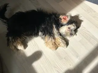 Charmerende bichon havanais på 4 måneder sælges