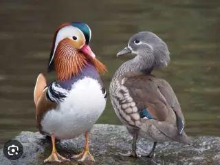 Mandarinænder