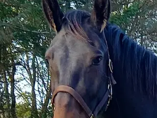 3 års oldenborg vallak